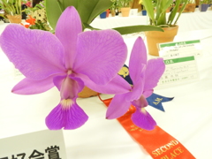洋らん11