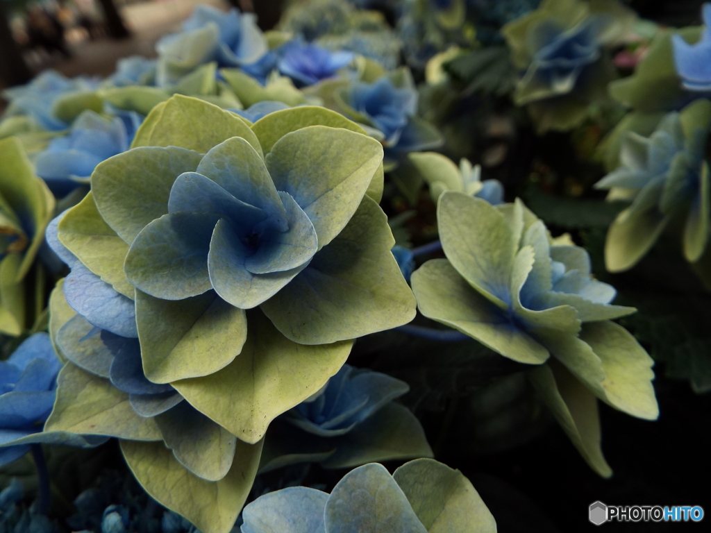 豊島園・紫陽花3