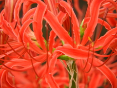 彼岸花14