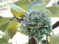 紫陽花