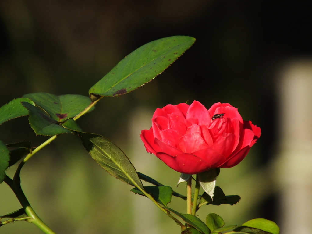 薔薇6