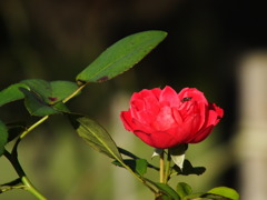 薔薇6