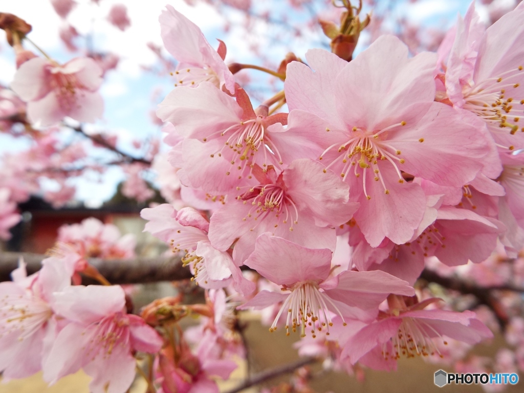 河津桜2