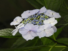 豊島園・紫陽花11