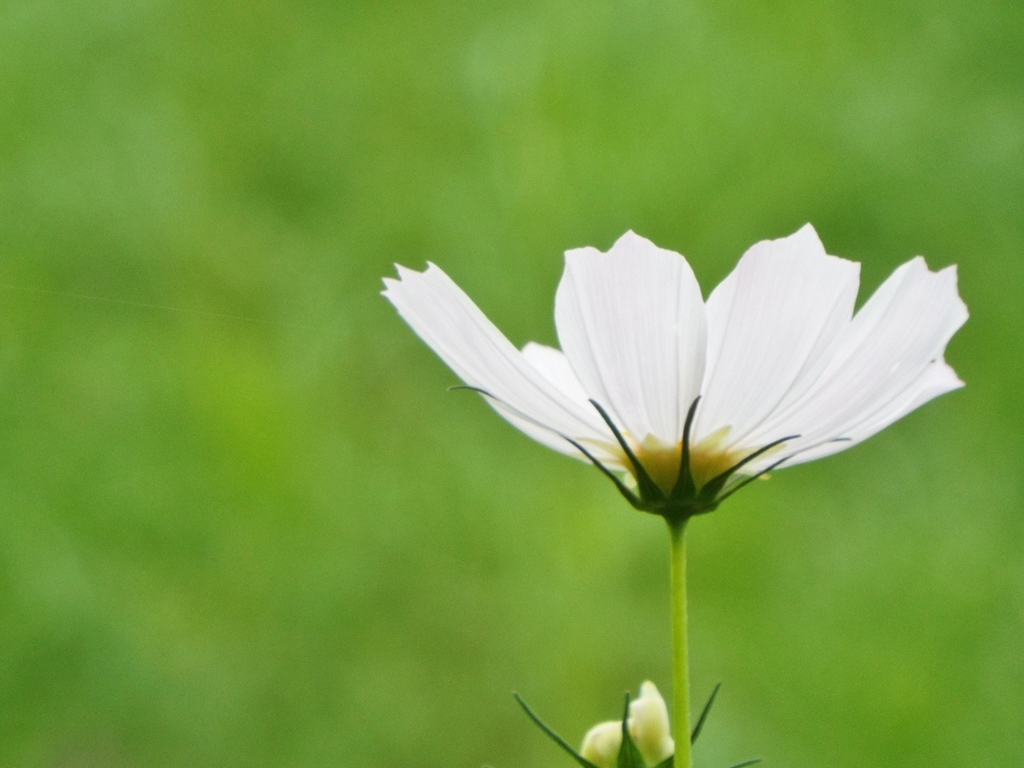 秋桜・ドワーフセンセーション1