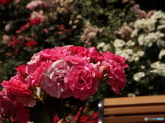 山下公園7