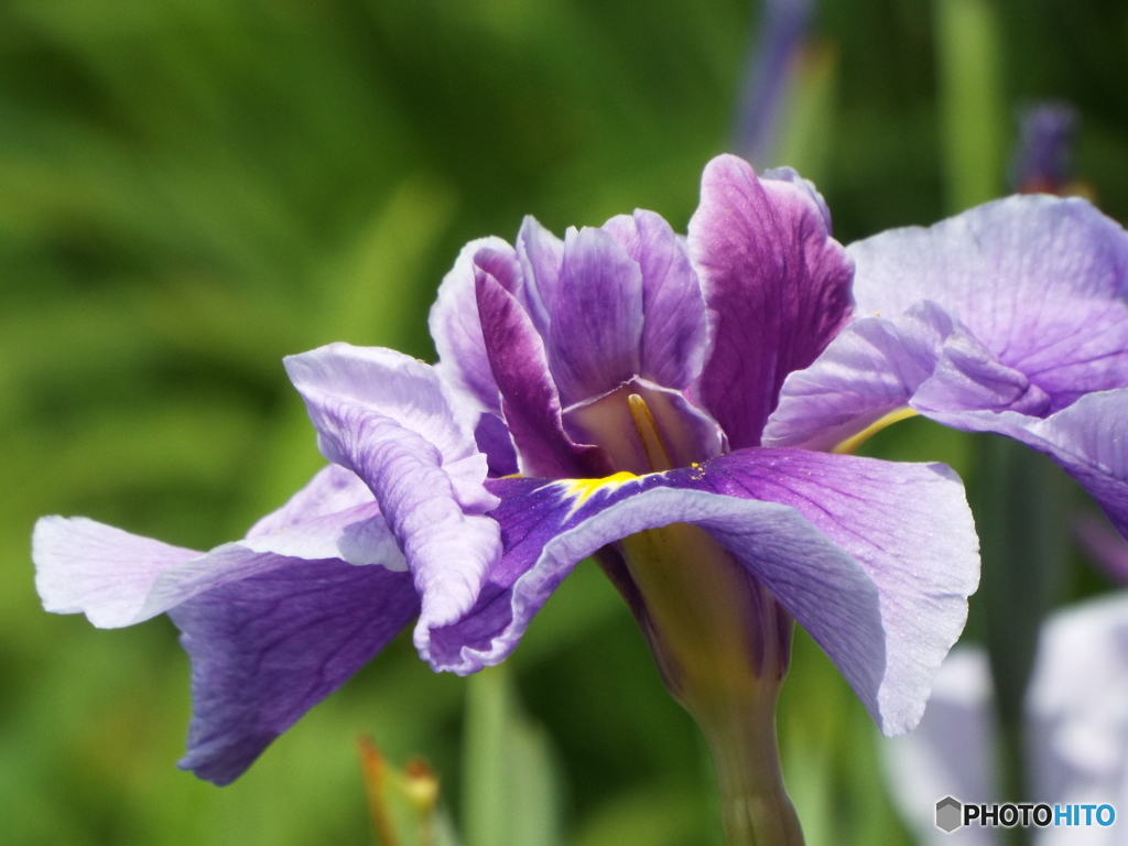 北山公園・花菖蒲15