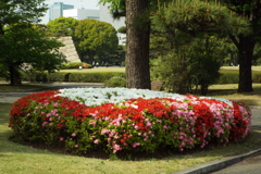ツツジ1