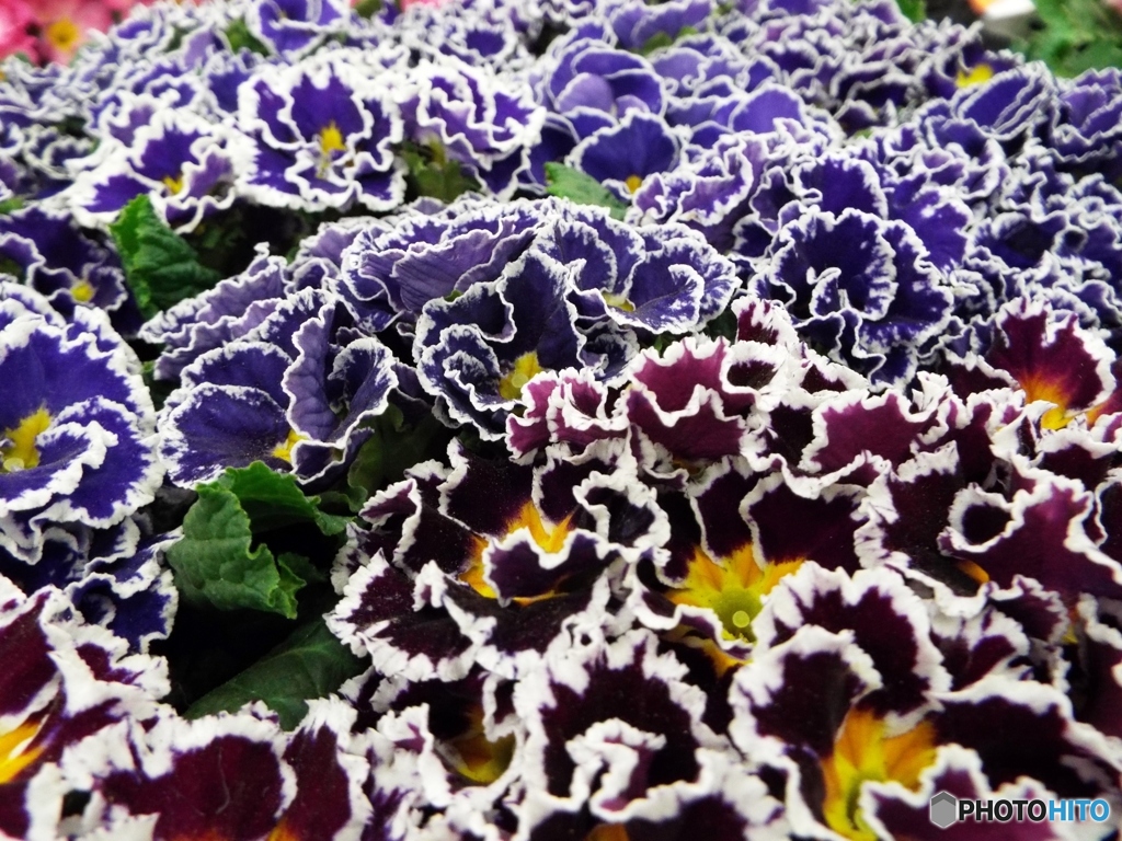 花苗10