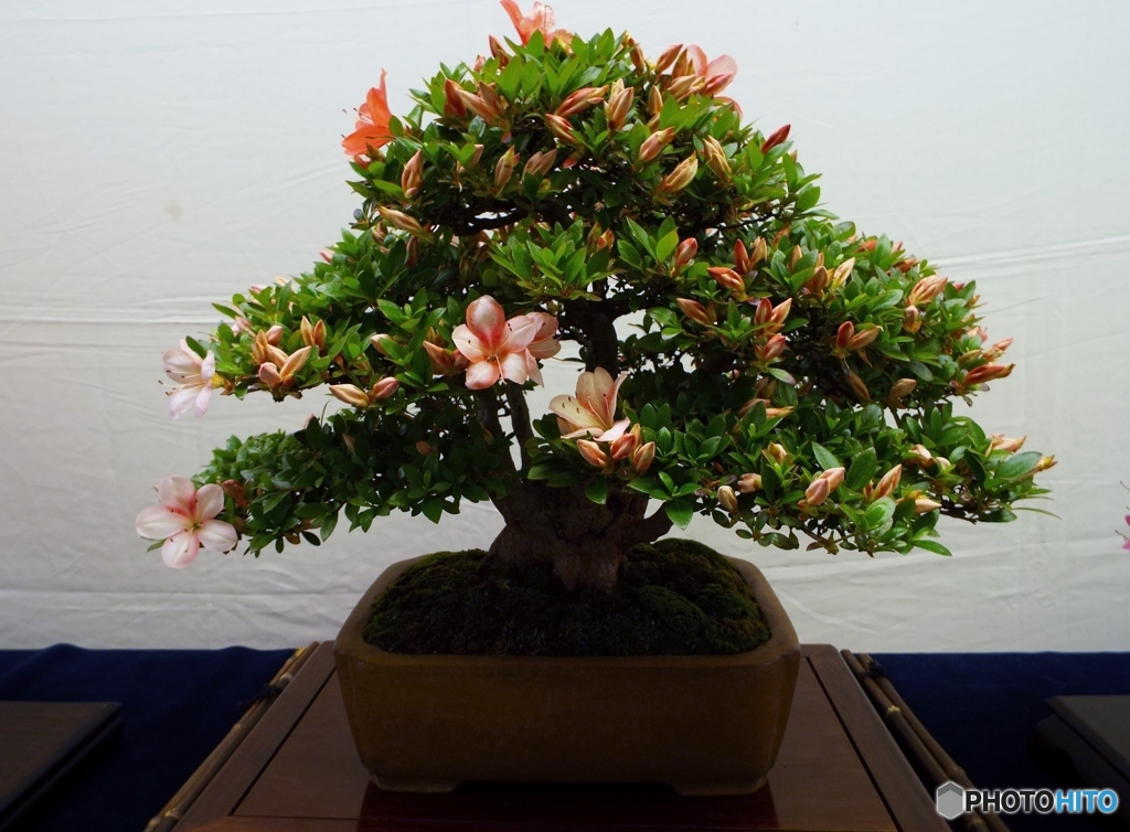 皐月盆栽2