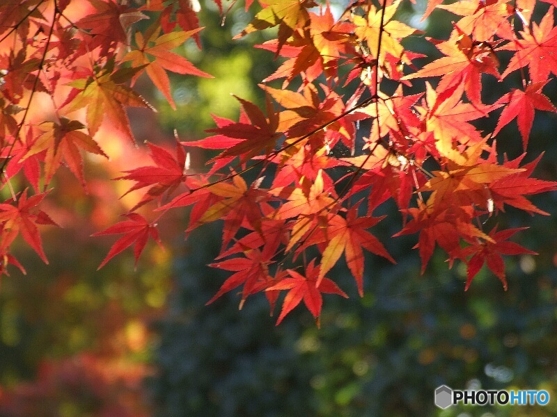 月の石もみじ公園15