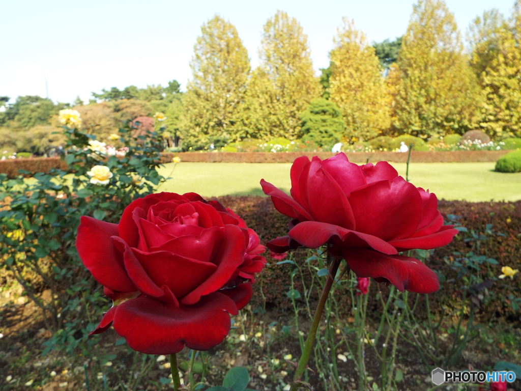 新宿御苑・秋薔薇3
