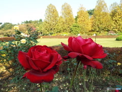 新宿御苑・秋薔薇3