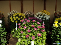 新宿御苑菊花壇展15