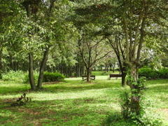 初秋の智光山公園散策7