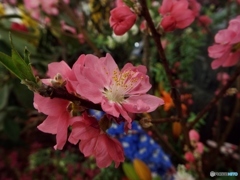 桃の花2