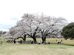 お花見2