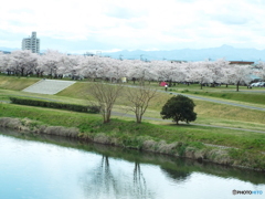 お花見19