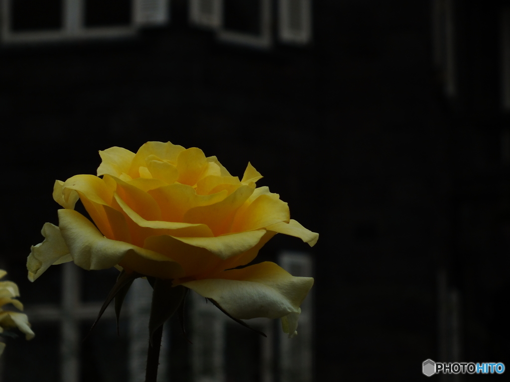 薔薇11