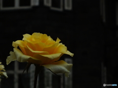 薔薇11