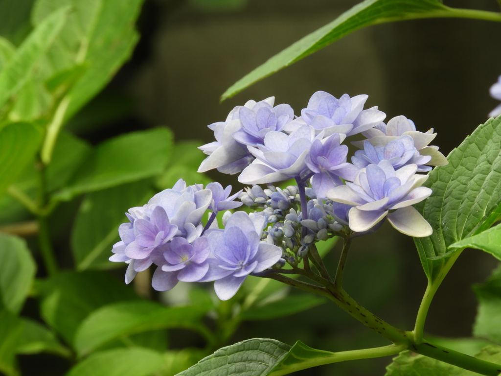 豊島園・額紫陽花6