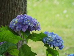 深緑の彩の森入間公園12