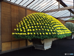 新宿御苑菊花壇展7