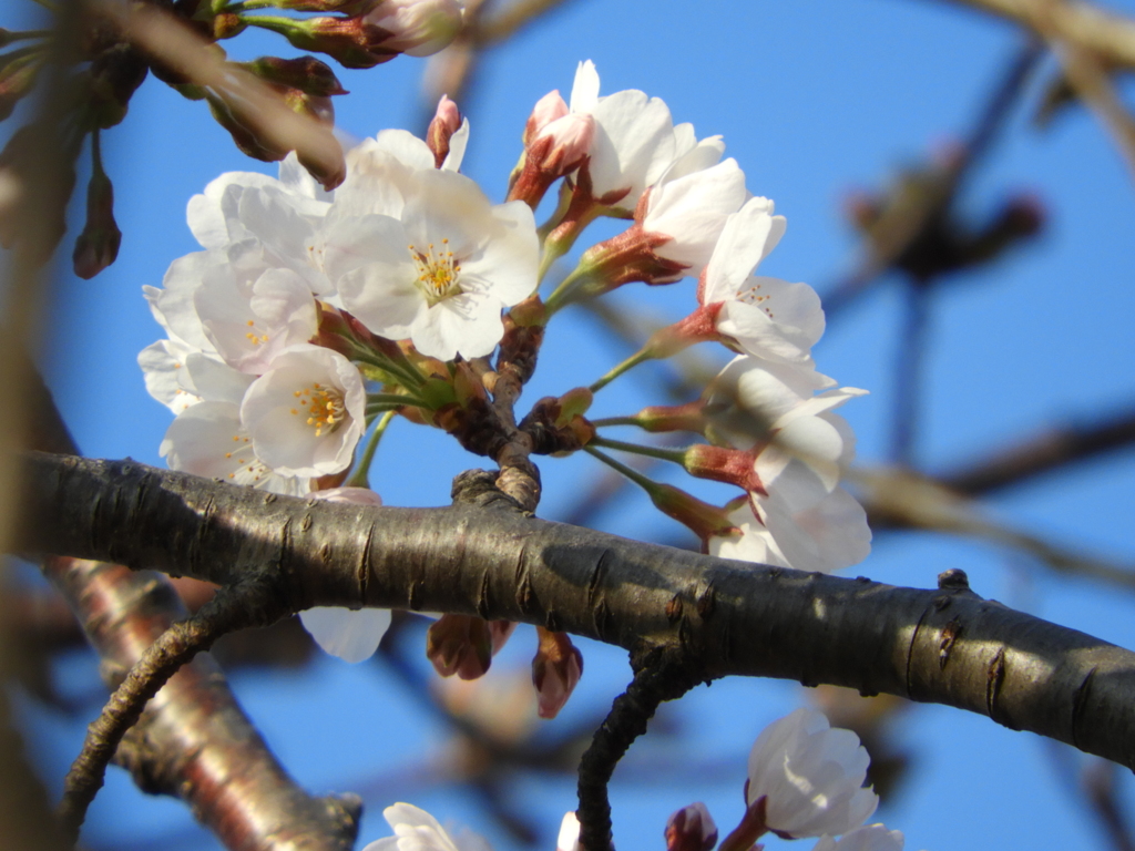 桜4