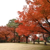 殿ヶ谷戸庭園1