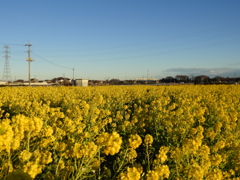 冬の菜の花畑1