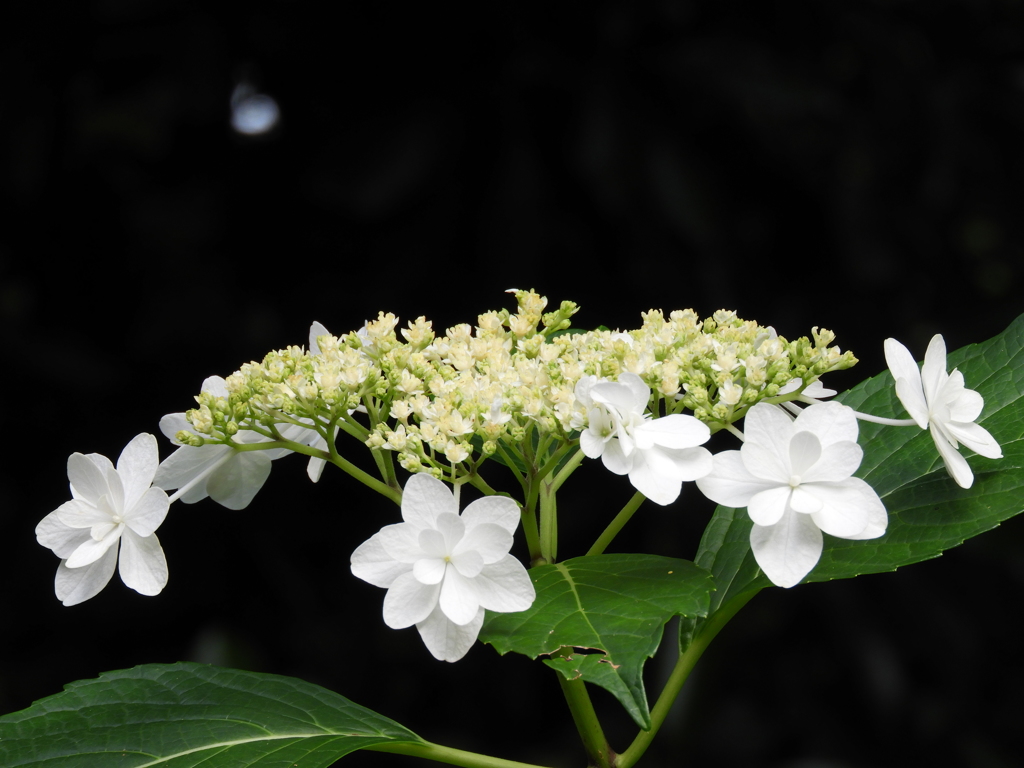 豊島園・額紫陽花16