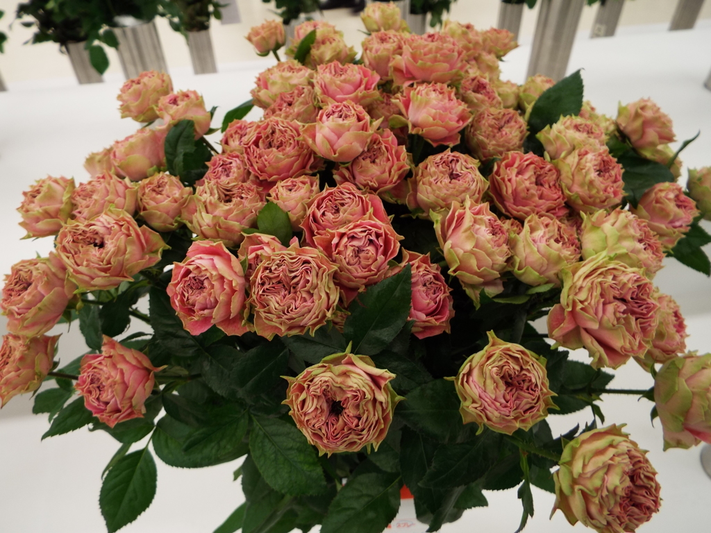 薔薇9