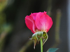 薔薇7