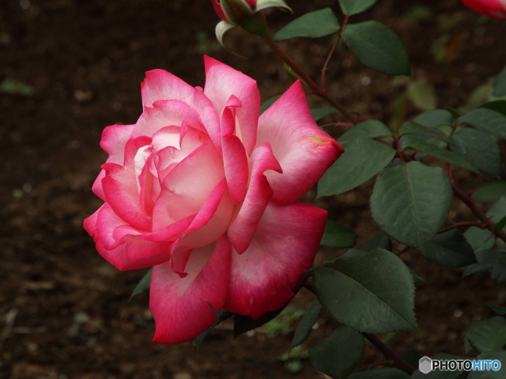 薔薇4