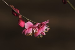 紅梅2