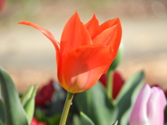 稲荷山公園・桜花壇4