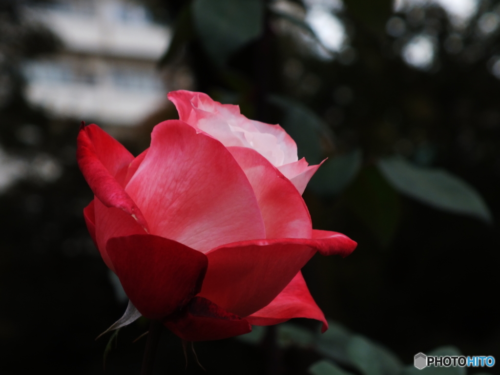 薔薇8