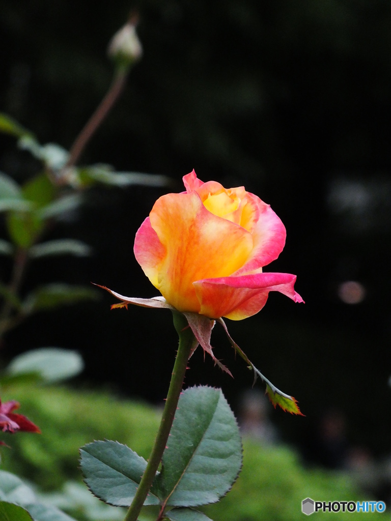 薔薇10