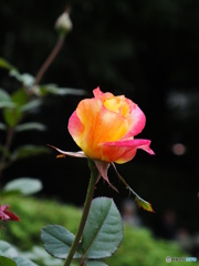 薔薇10