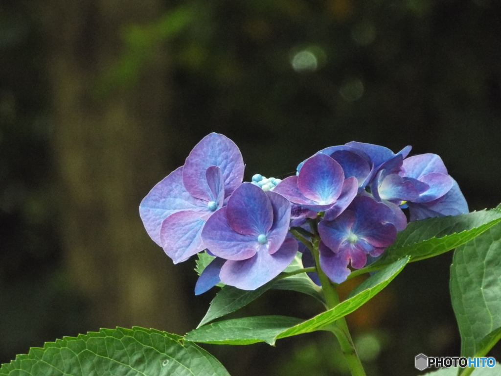 昭和記念公園・紫陽花3