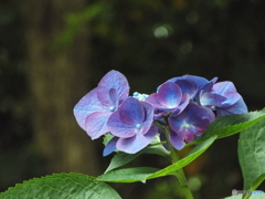 昭和記念公園・紫陽花3