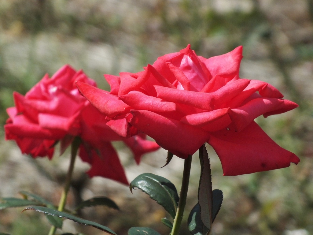 秋薔薇3