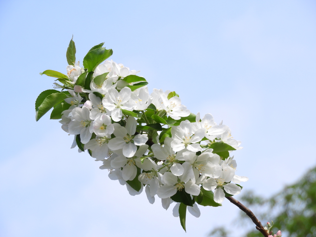 花名？