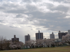 お花見16