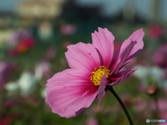 秋桜15