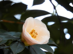 椿3