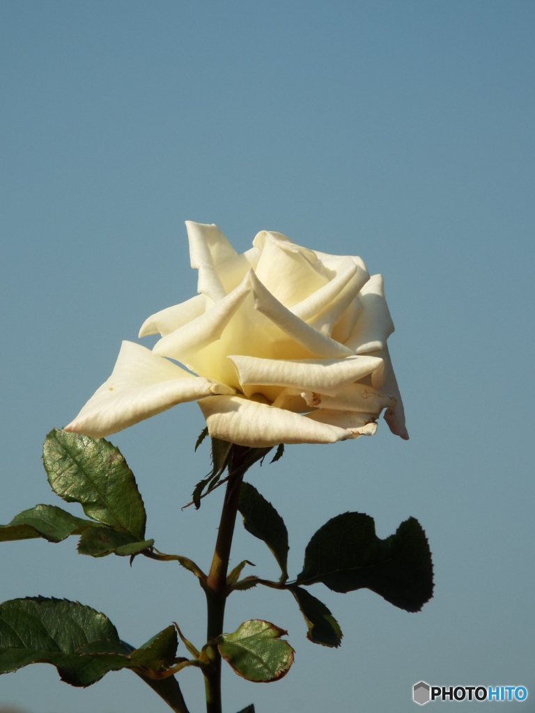 新宿御苑・秋薔薇8