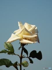 新宿御苑・秋薔薇8