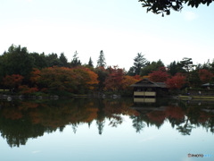 紅葉の日本庭園14