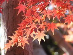 殿ヶ谷戸庭園・もみじ5
